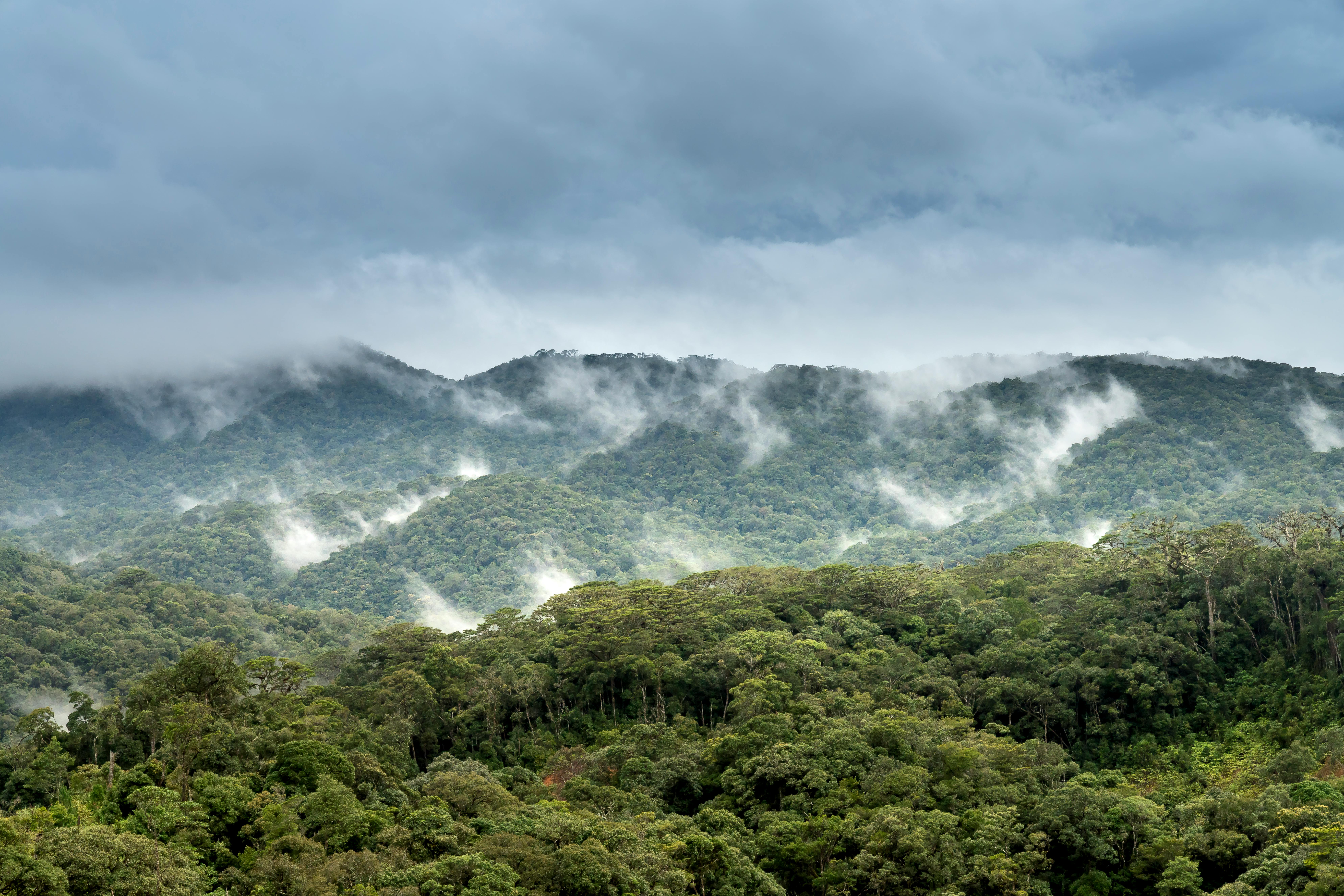 Rainforest
